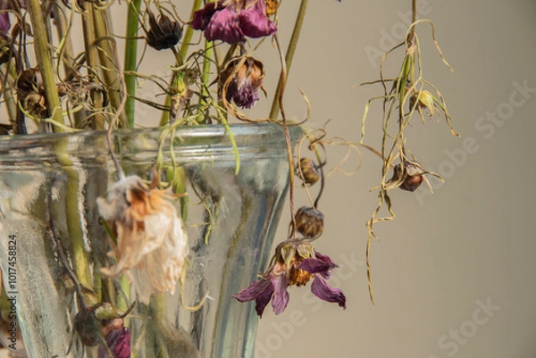Fototapeta 花器に生けられたまま枯れたカラフルなコスモスの花