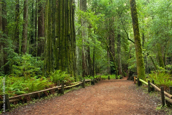 Fototapeta Trail through the Redwoods at Armstrong Redwoods State Park
