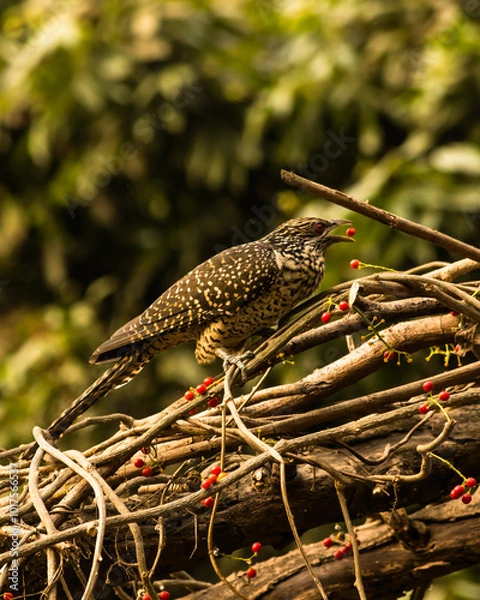 Obraz Native bird photography