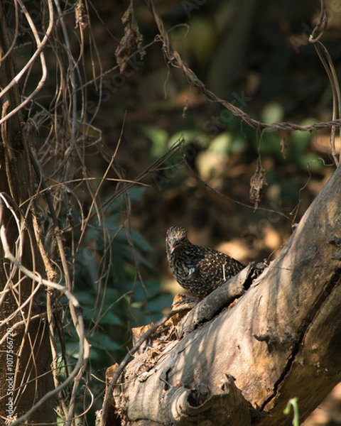 Obraz Native bird photography