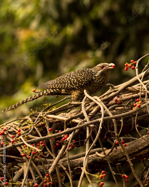 Obraz bird on a branch