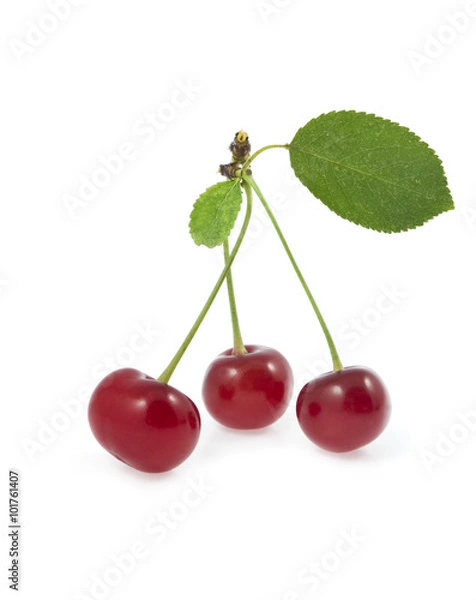 Fototapeta cherry with a branch
