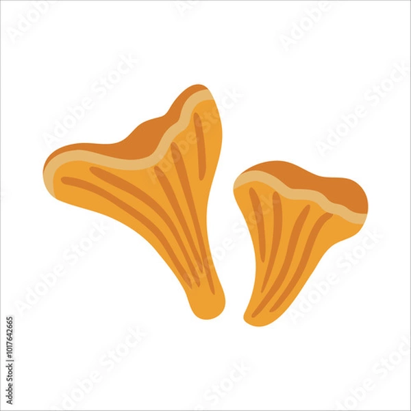 Fototapeta Vector isolated element. An edible mushroom. Chanterelle. Autumn time. Color image on a white background. The print is used for packaging design.