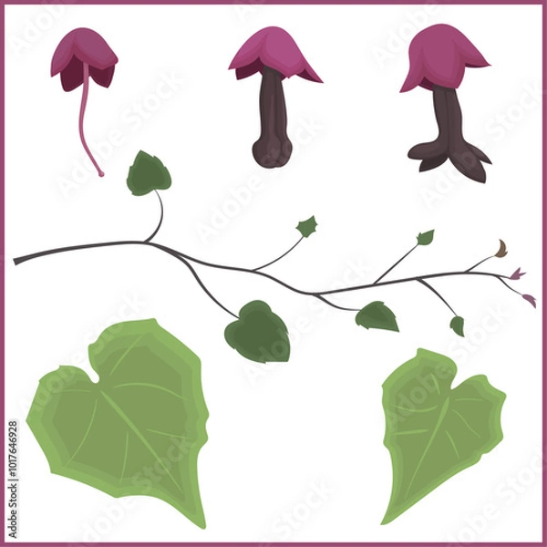 Fototapeta Rhodochiton atrosanguineus is a herbaceous perennial vine native to Mexico. Image depicts the flowers of the vine in different stages of blooming, a young vine branch and two leaves of the plant.