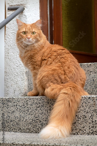 Obraz A ginger cat sitting on the steps of a house with an open door, looking directly into the camera.
