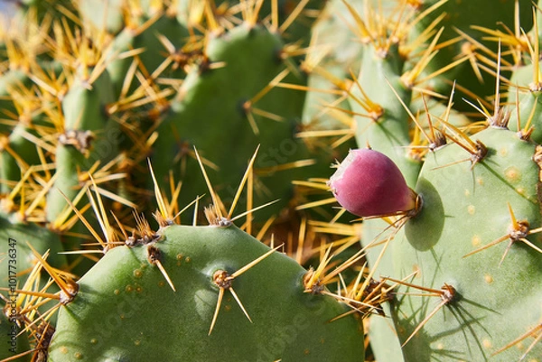Obraz close up von einem kaktus