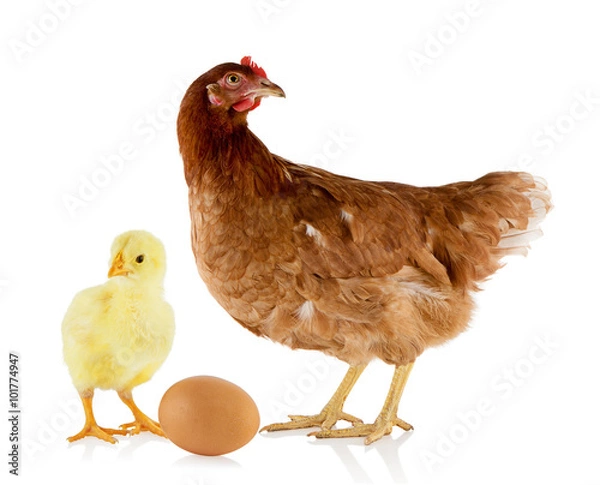 Fototapeta Brown hen and chicken isolated on white