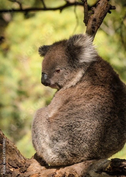 Obraz Cute Koala sits on eucalyptus tree Australian bush wildlife anim