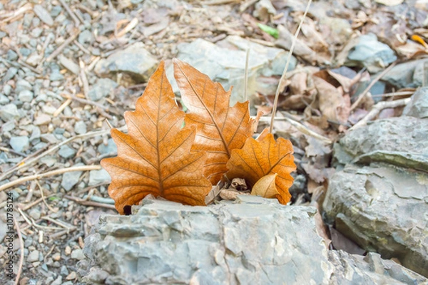 Obraz Dry leaf hang on stone.