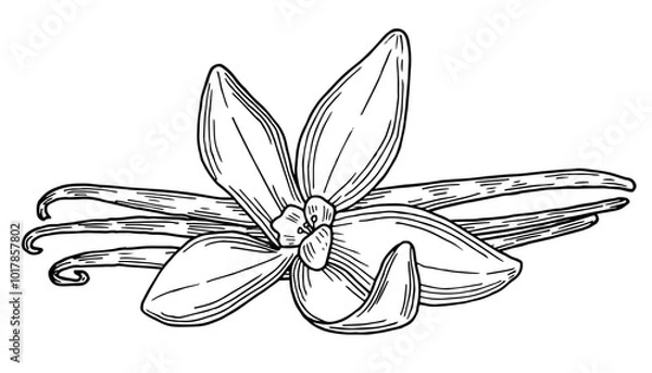 Obraz Vanilla pods hand drawn