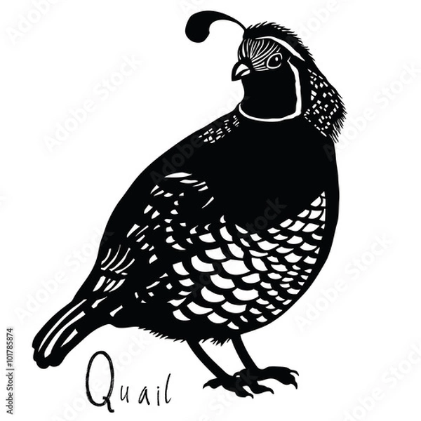Obraz Birds collection Quail