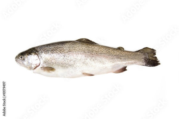 Obraz Fresh whole trout isolate don a white studio background.