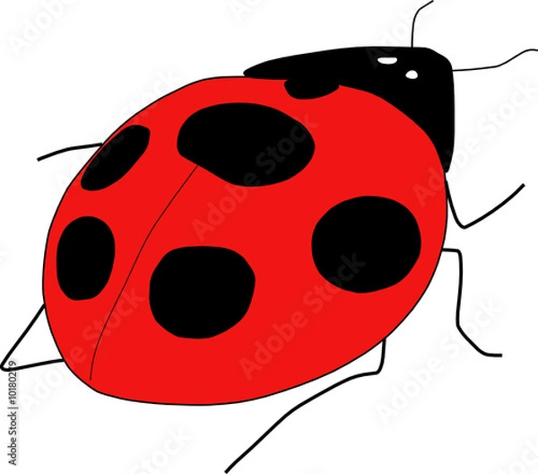 Obraz coccinella