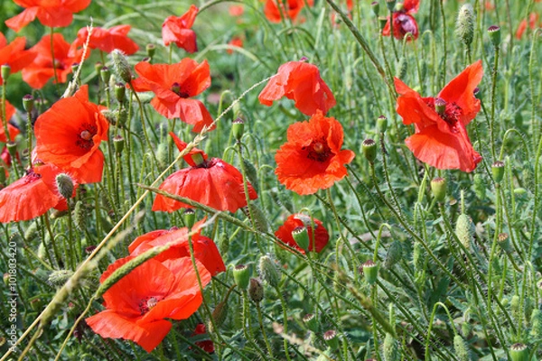 Obraz Red poppies blooming