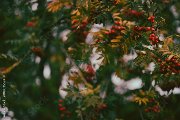 Obraz tree with red berries, rowan