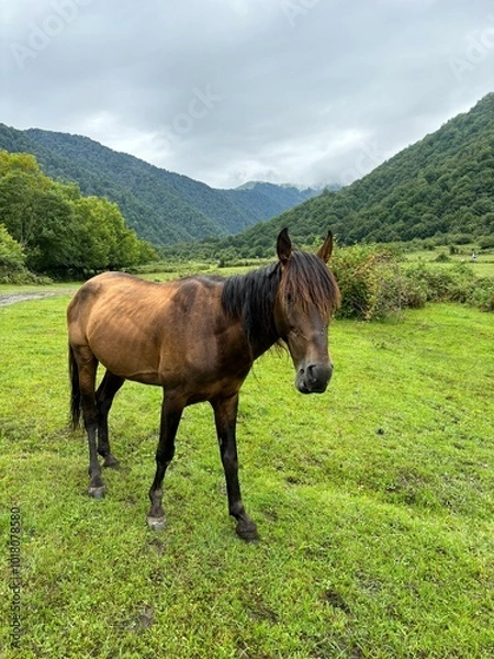 Obraz horse in the meadow