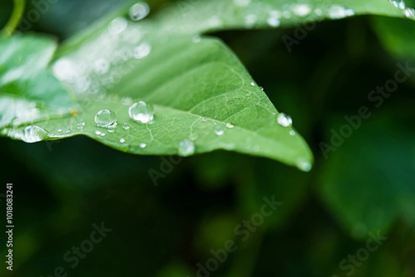 Obraz Fresh Raindrops on Green Leaf