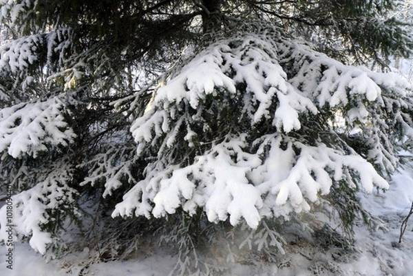 Fototapeta Fir branches with snow