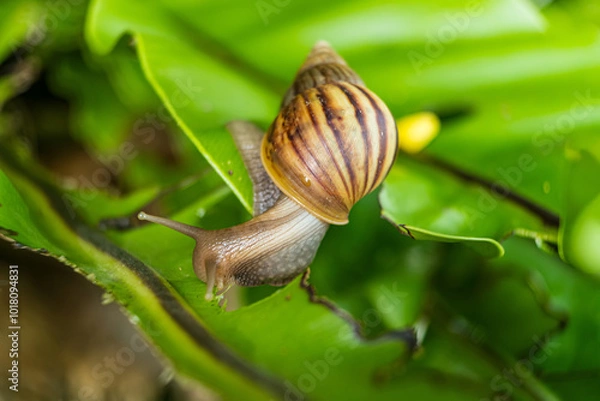Fototapeta Snail on Lush Green Leaf