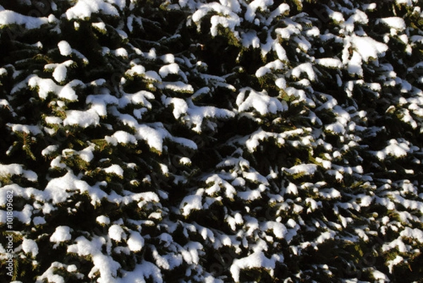 Fototapeta Snow on fir hedge