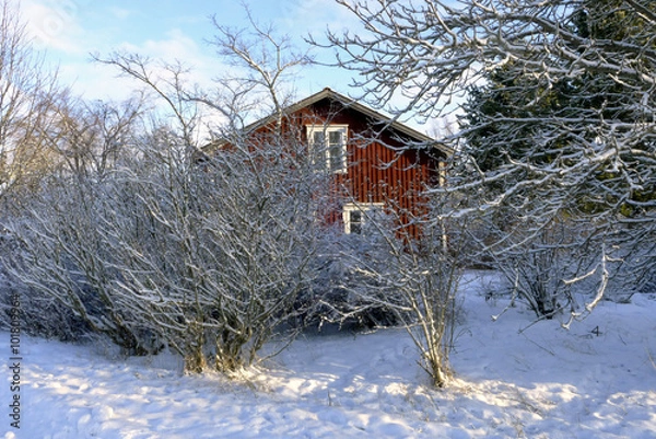 Fototapeta Red cottage behind shrubbery