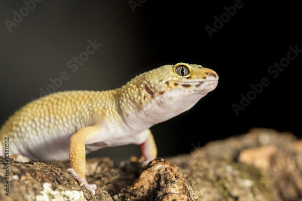 Fototapeta Frontal view a leopard gecko on a branch