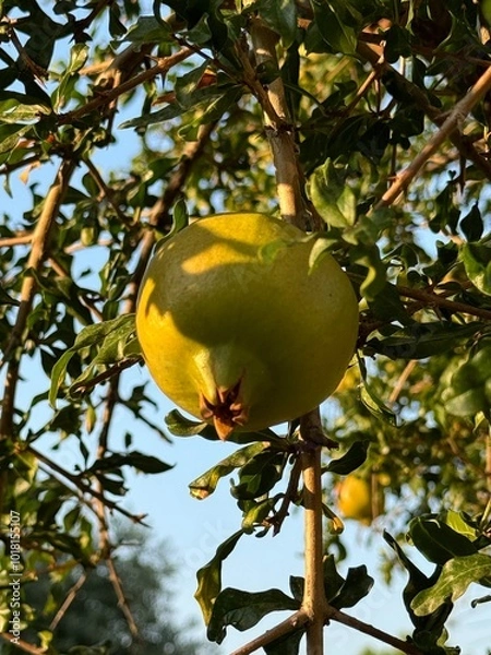 Fototapeta pomegranates on a tree