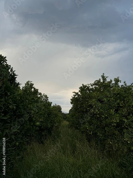 Fototapeta trees and clouds