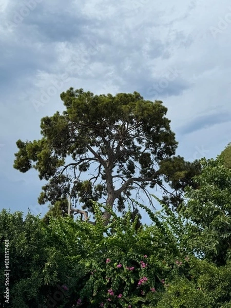 Fototapeta tree in the forest