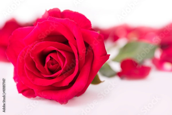Obraz Red rose and rose petals, isolate background, Valentine's concept.