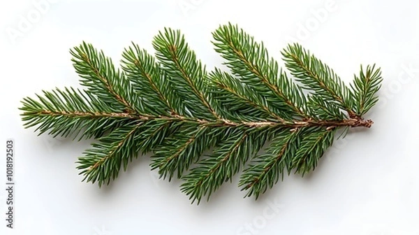 Fototapeta Vibrant green pine branches arranged naturally forming a lush,textural botanical background. The coniferous evergreen foliage with its needle-like leaves creates a fresh.