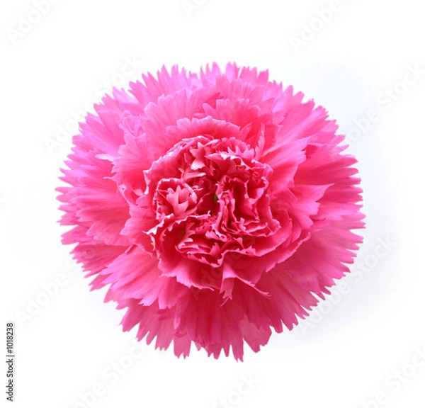 Fototapeta pink carnation