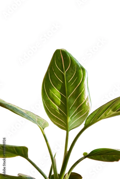 Fototapeta Close up of Aglaonema rotundum tiger leaves under the afternoon sunlight isolated on white background
