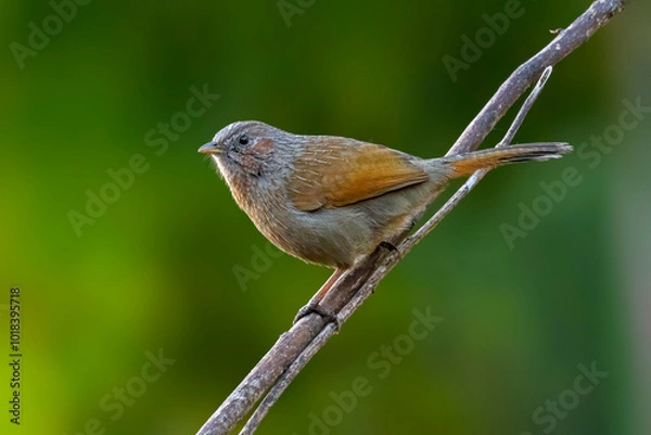 Fototapeta A Brown Cheeked Fulvetta bird perched on a small branch