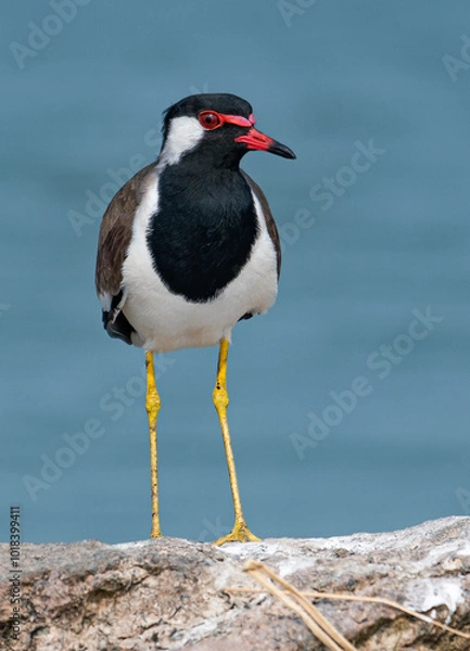 Fototapeta Portrait of a Red Wattled Lapwing bird.
