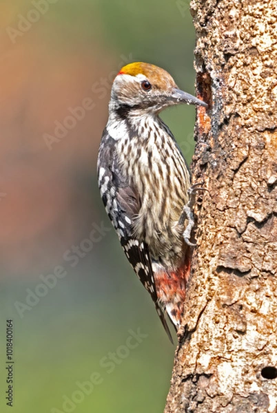 Fototapeta A Brown Fronted Wood Pecker Pecking on a tree