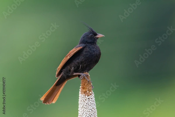 Fototapeta A Crested bunting bird perched with a beautiful background
