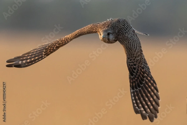Fototapeta A Common Kestrel bird in a flight with beautiful background