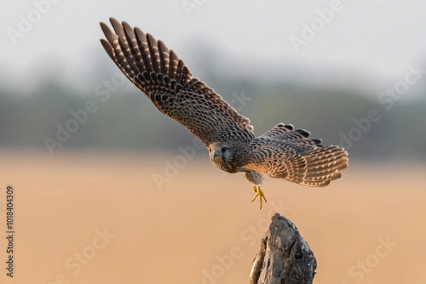 Fototapeta A Common Kestrel bird with a beautiful in flight pose