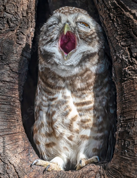 Fototapeta Yawning Spotted Owlet bird just waking up in a tree hole