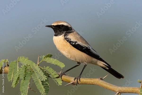 Fototapeta A Desert Wheatear bird perched on a small branch with beautiful background

