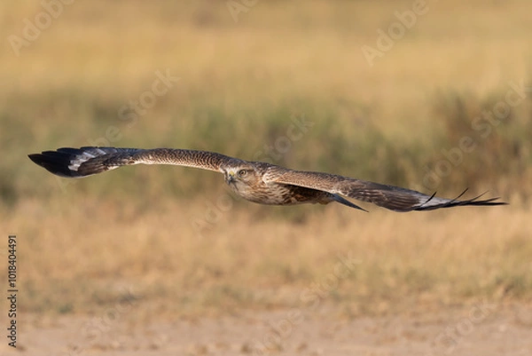 Fototapeta Common kestrel in flight with beautiful background
