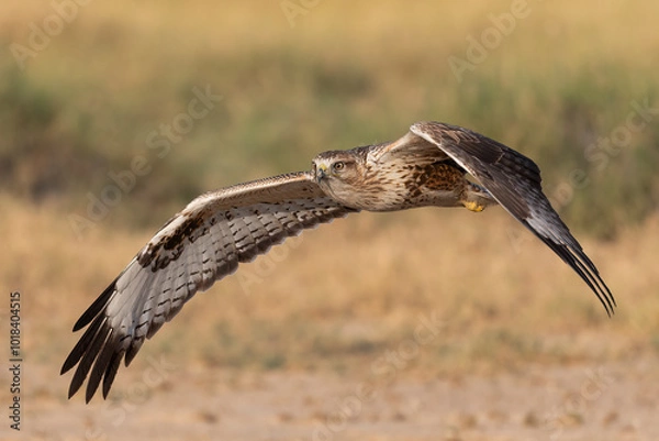Fototapeta 
Common kestrel in flight with beautiful background
