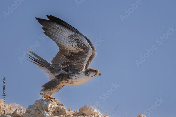 Fototapeta A White Eyed Bazzard bird in flight with sky as the background