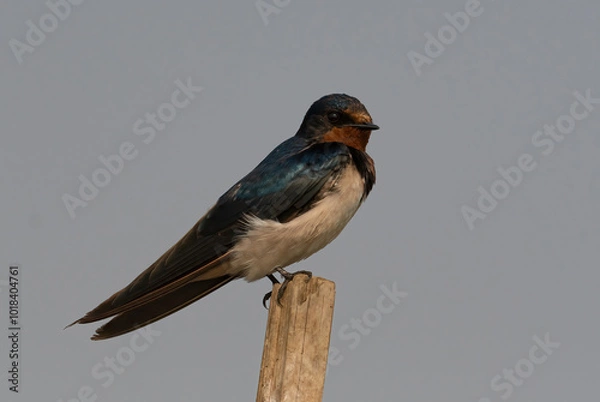 Fototapeta A Barn Swallow bird perched on a tree stump