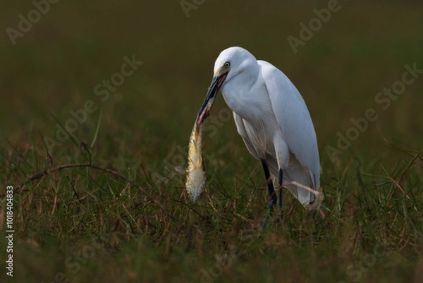 Fototapeta Intermediate egret bird with a fish catch