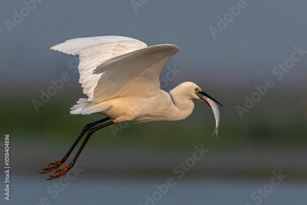 Fototapeta Intermediate Egret bird with fish catch
