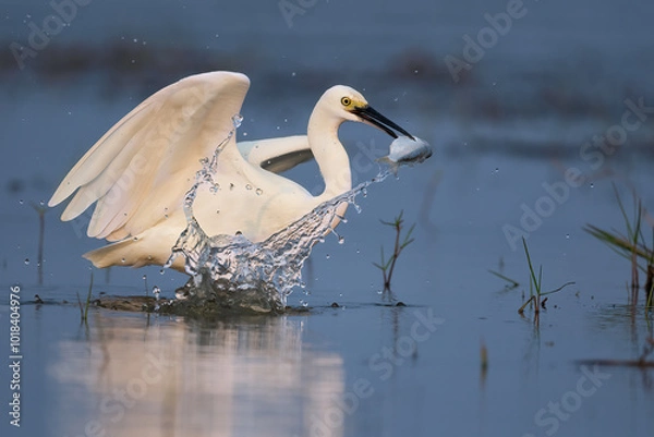 Fototapeta Intermediate Egret bird with a fish catch