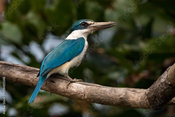 Fototapeta Collared Kingfisher perched on a tree branch