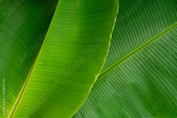 Obraz Tropical banana leaf texture, green nature background